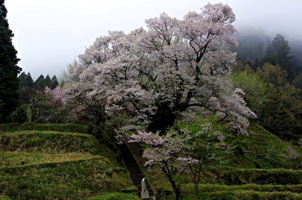 仏隆寺 千年桜全景00