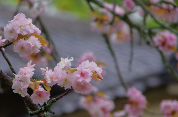 奈良八重桜
