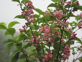 IMG_1616.jpg