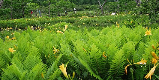 yamadori