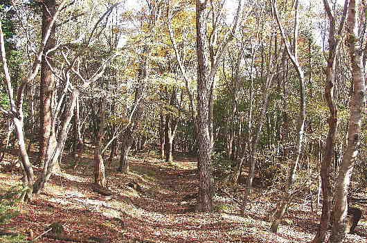 紅葉の散歩道