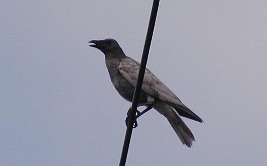 karasu.jpg