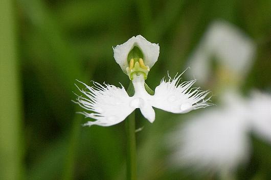 sagiso02.jpg