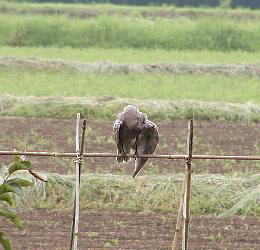 karasu08-2.jpg