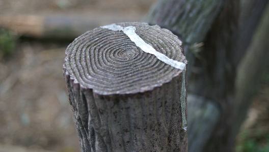 tubobuti-hebi.jpg