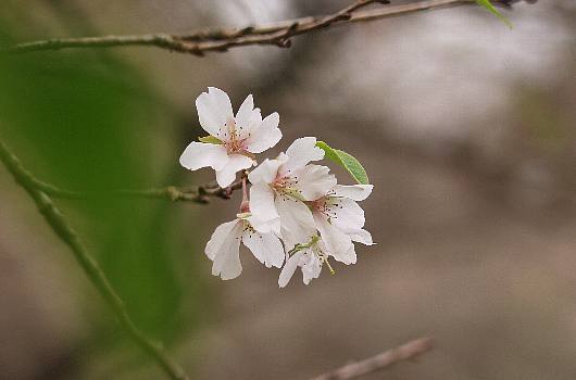sakura1.jpg