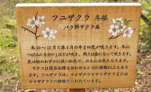 sakura2.jpg