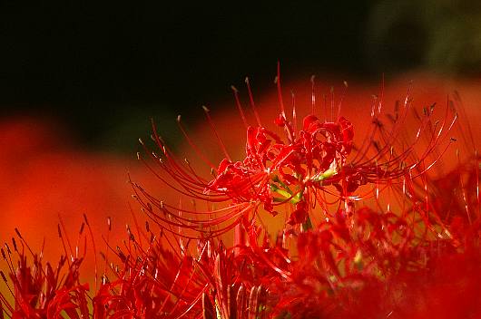 higanbana1.jpg