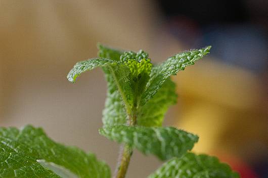 mint1.jpg
