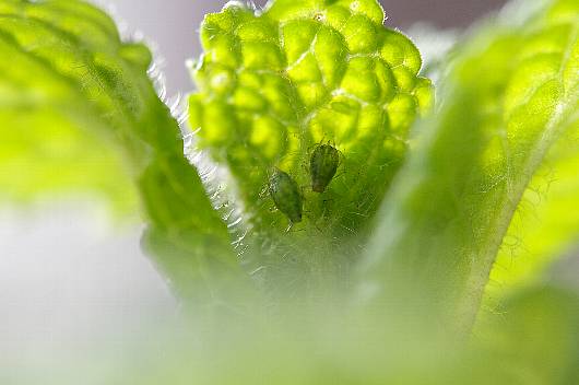 mint2.jpg