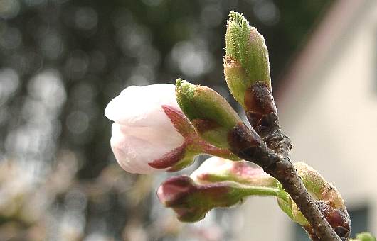sakura0.jpg