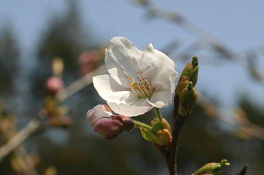sakura1.jpg