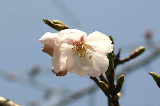 sakura2.jpg