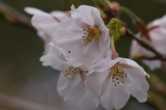 sakura3.jpg