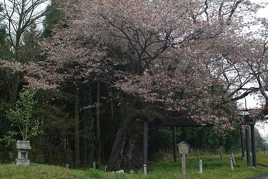 nisisakura2.jpg
