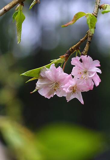 sakuraT-5.jpg