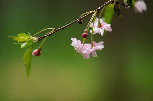 sakura2.jpg
