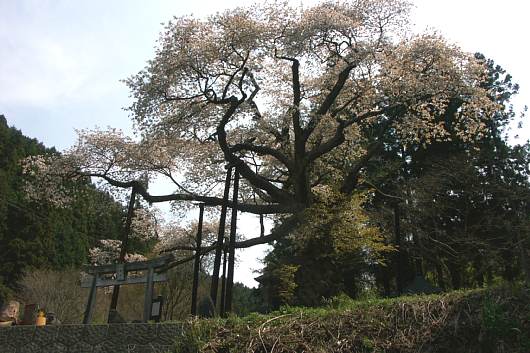 nasusakura1.jpg