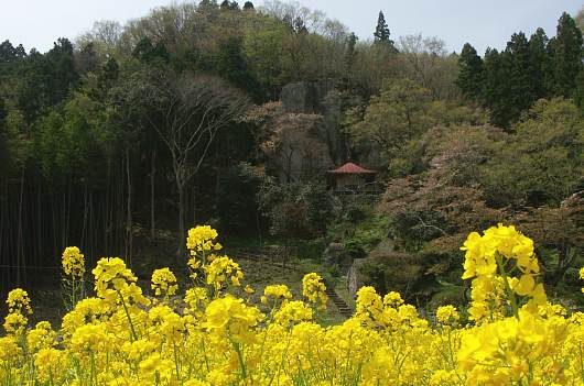 nasusakura2.jpg