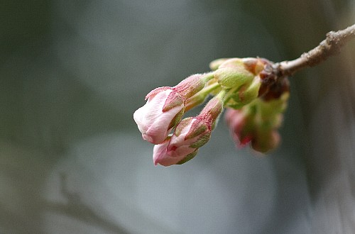 まもなく開花!