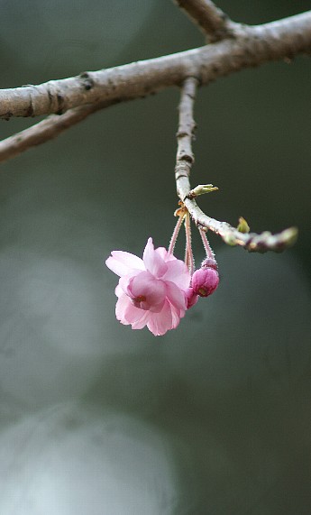 しだれ桜