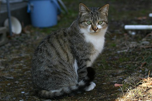 トラ猫