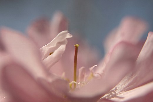 sakura-m.jpg