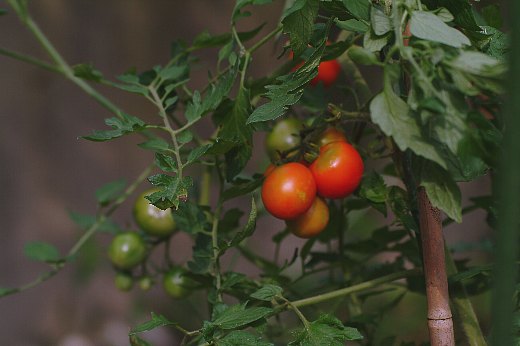 tomato.jpg
