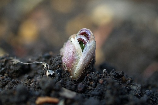 rengesyoma1.jpg