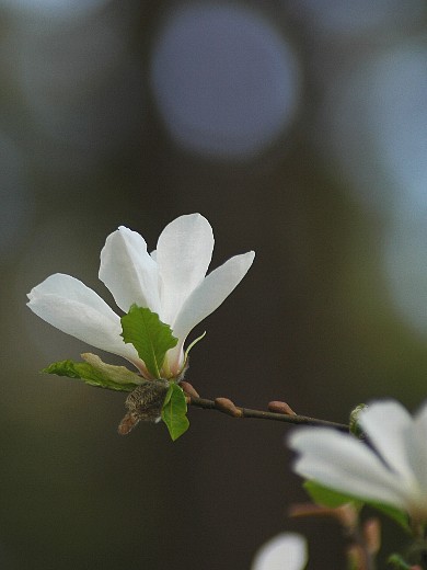 niwa-hana1.jpg