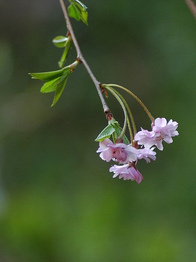 niwa-hana2.jpg