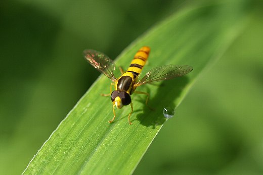 Gcaten4.jpg