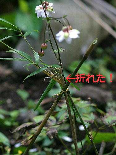 sino.jpg