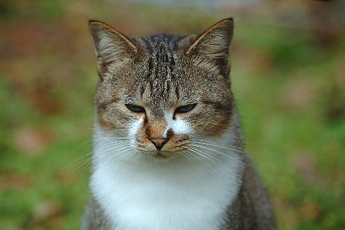 neko3.jpg