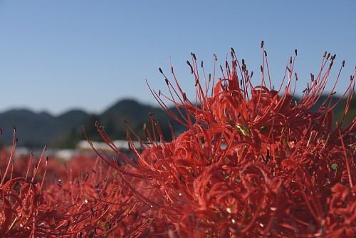 okukuji4.jpg