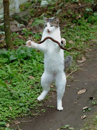 neko1.jpg