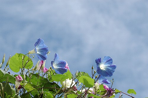 asagao3.jpg