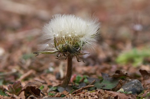 niwa2.jpg