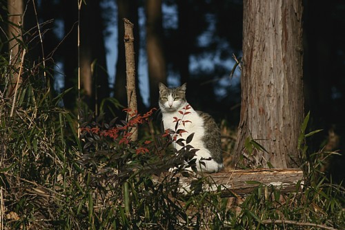 neko1.jpg