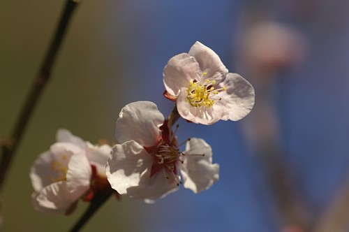 niwa-hana2.jpg