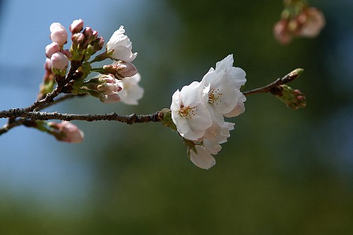 sakura1.jpg