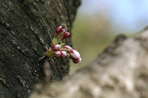 sakura2.jpg