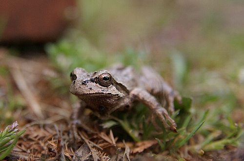 kaeru1.jpg