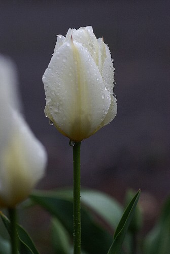 0419-4.jpg