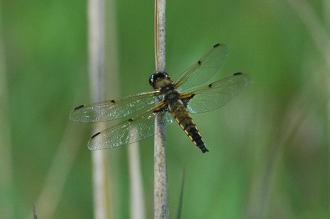 0625-4.jpg