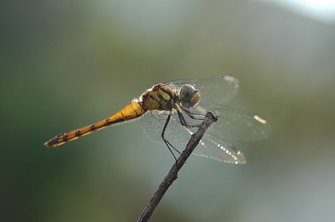 0706-2.jpg