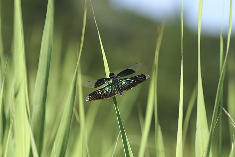 0725-6.jpg