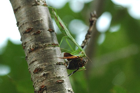 0817-4.jpg
