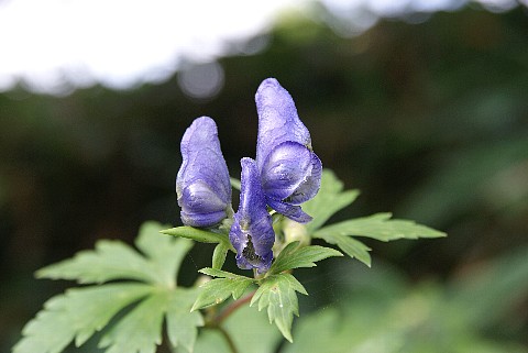 0828-7.jpg