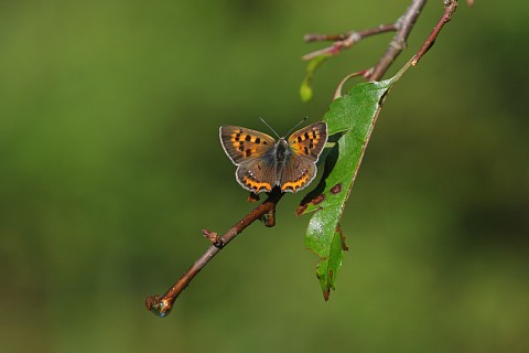 0830-8.jpg